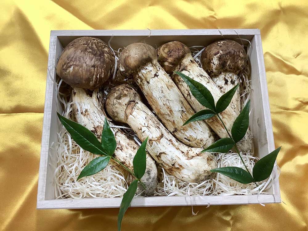松茸の竹の写真
