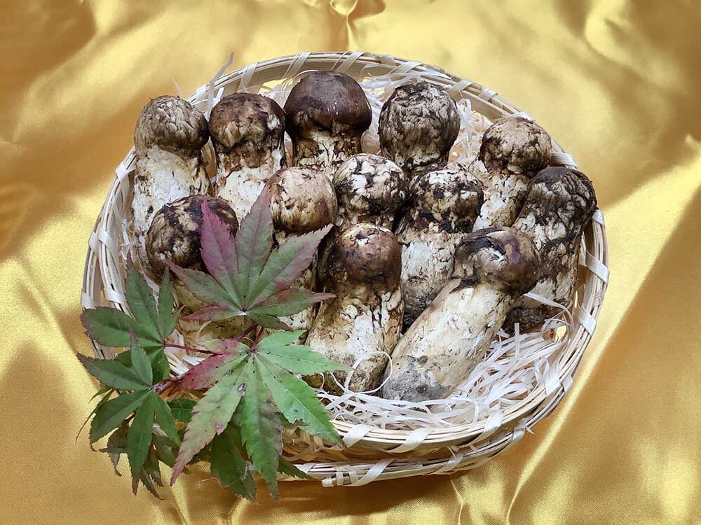 期間限定松茸コロ詰め合わせ200gの写真