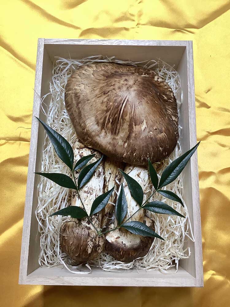 松茸の松の写真