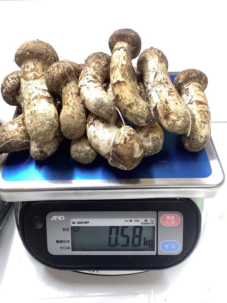 松茸11本で580gの写真