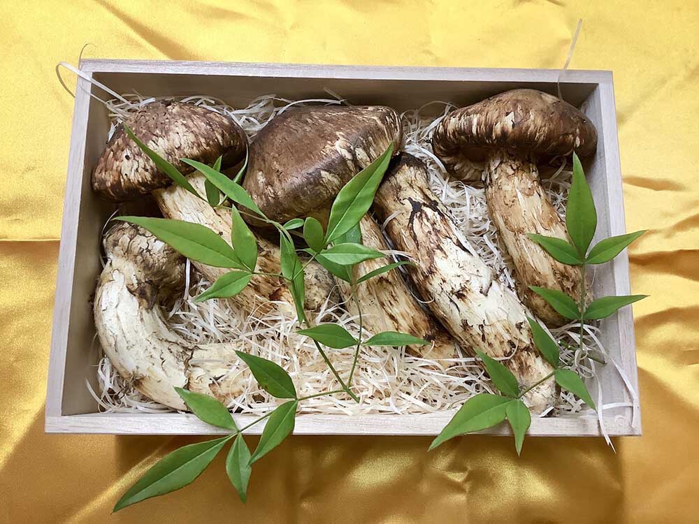 松茸の松の写真