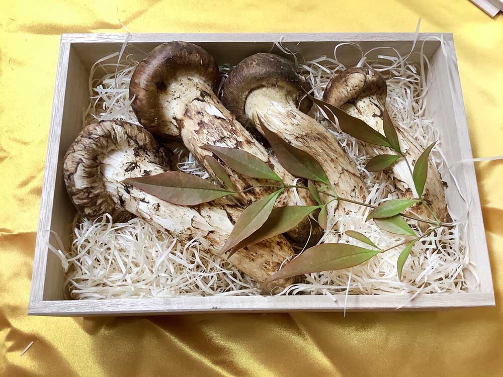 松茸の松の写真