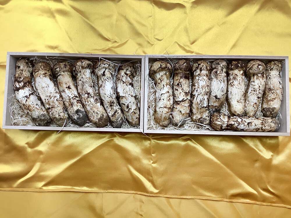 法人さまご依頼松茸の金の写真