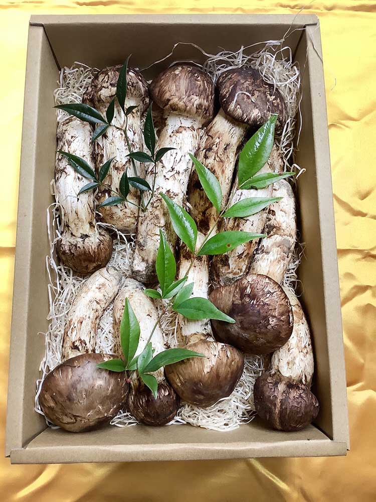 業者さまご依頼松茸中つぼみ1kgの写真