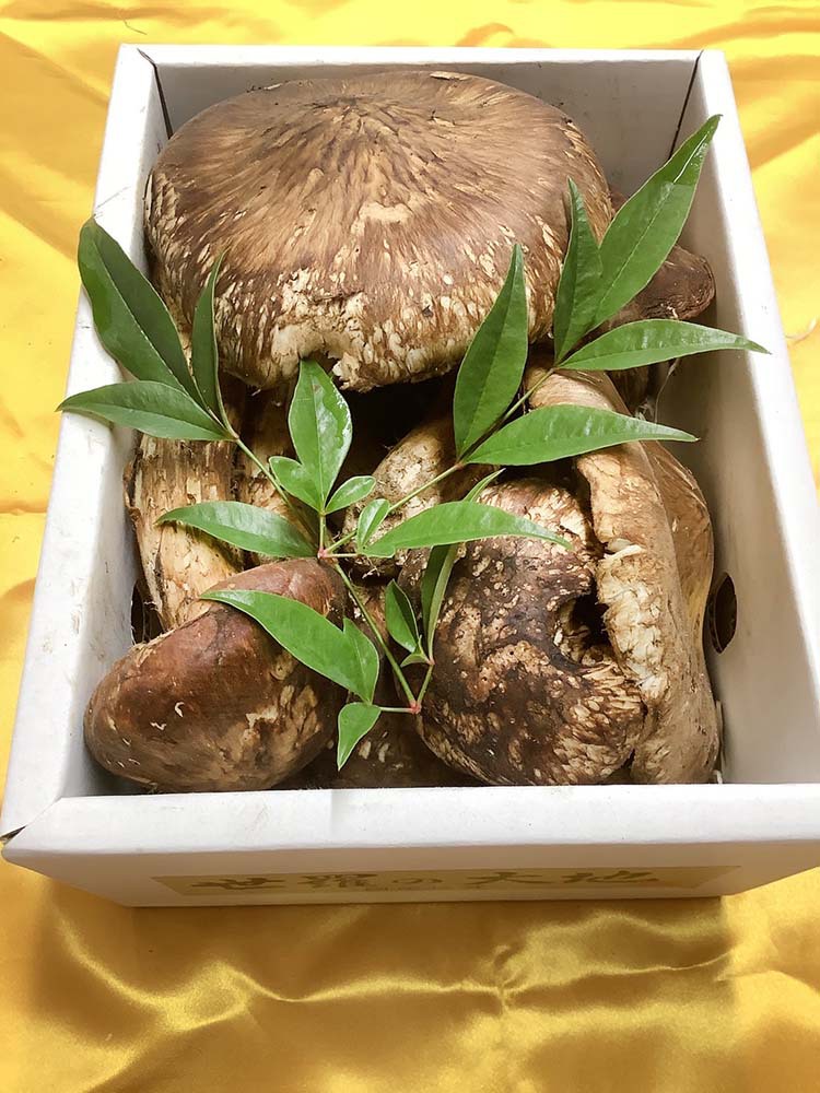 松茸の徳の写真