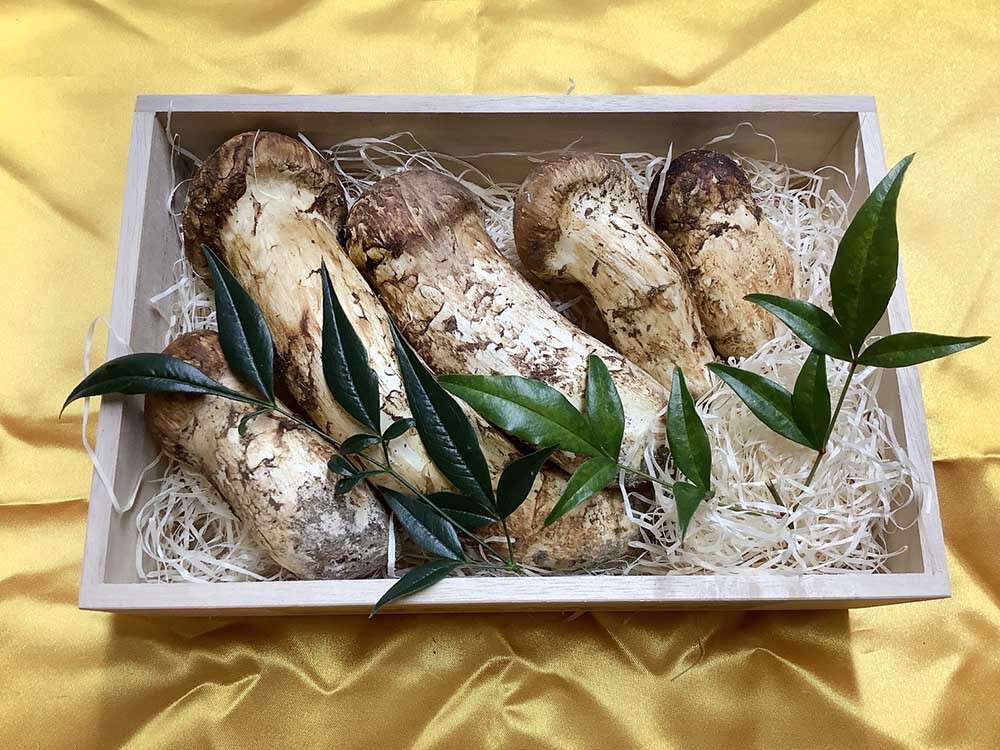 松茸の松の写真