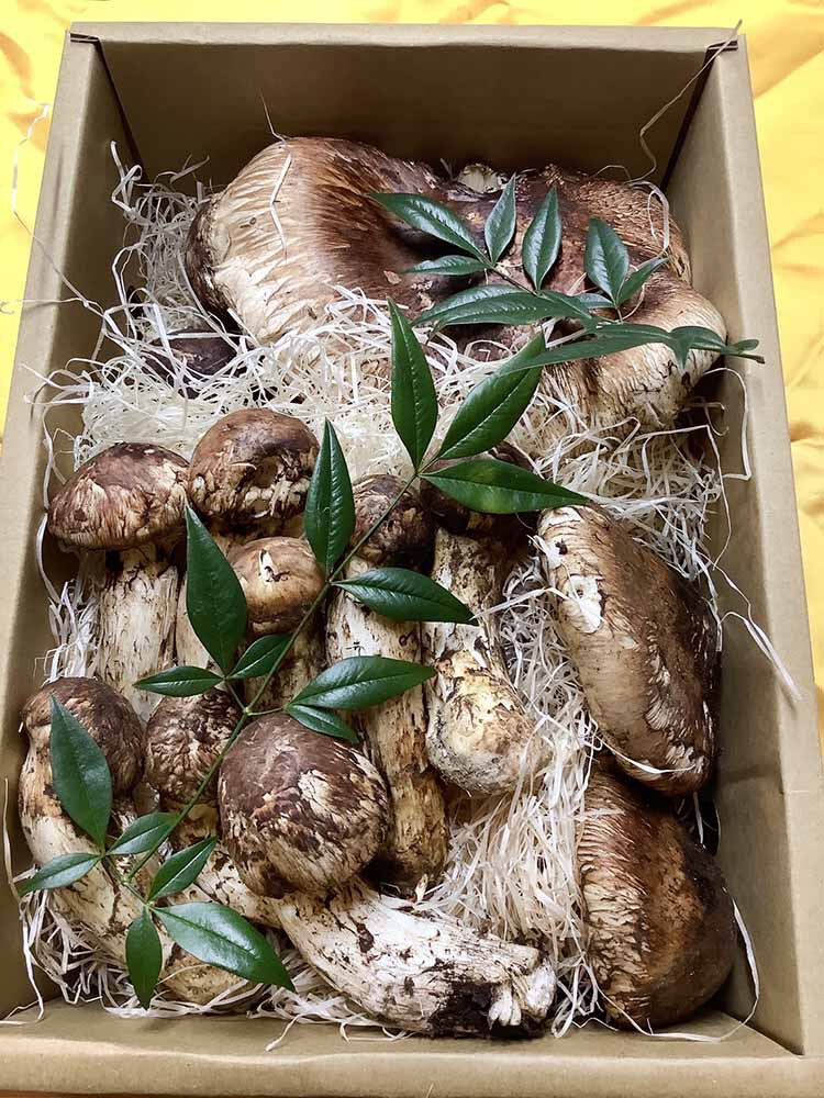 飲食店さまご依頼松茸10万円分の写真