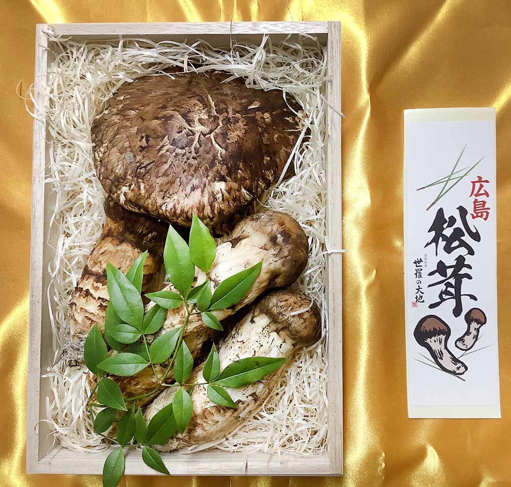 松茸の松の写真