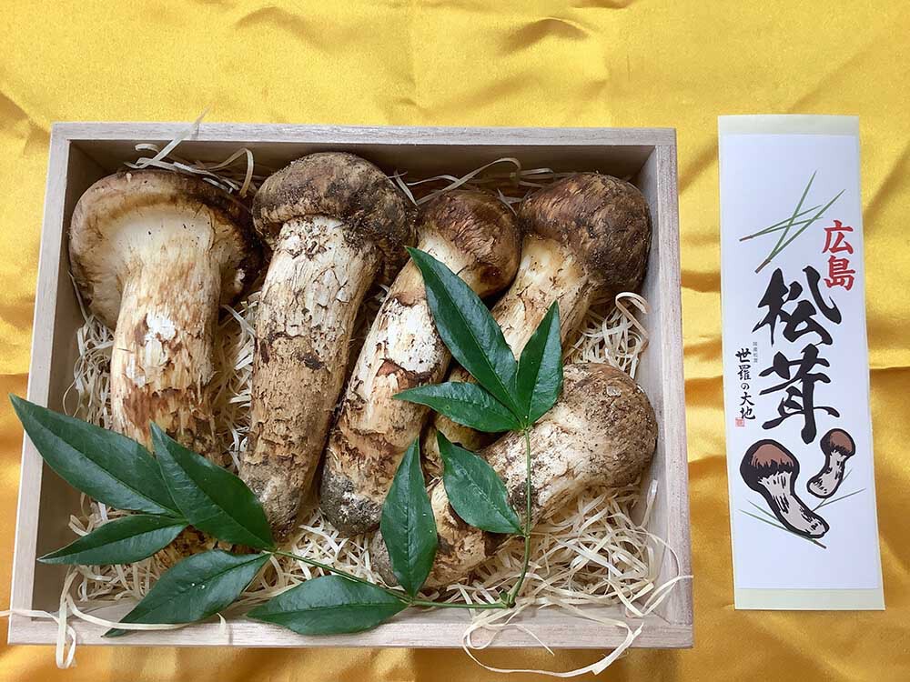 松茸の竹の写真