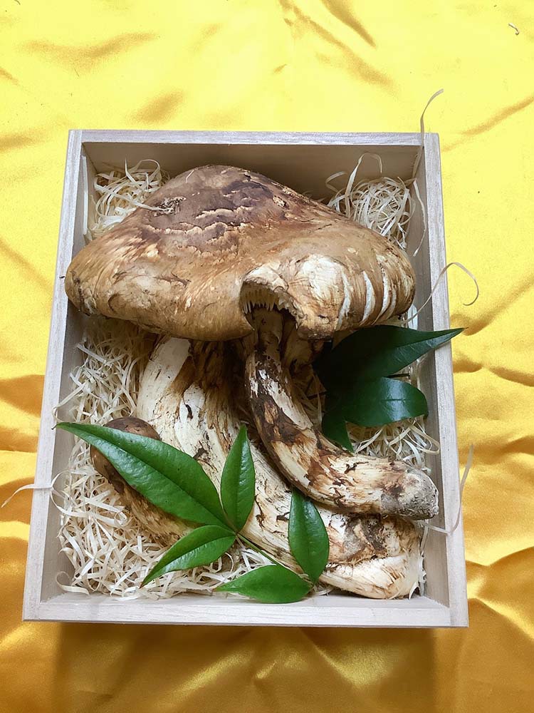 不揃い松茸280gの写真