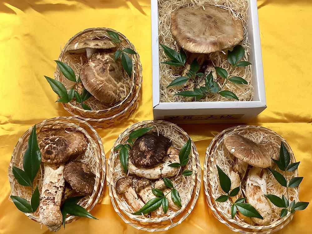 家電量販店さま用景品のご依頼の松茸の写真