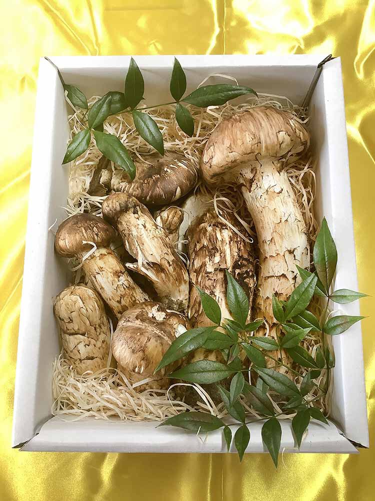 豪華客船さまのご依頼の松茸