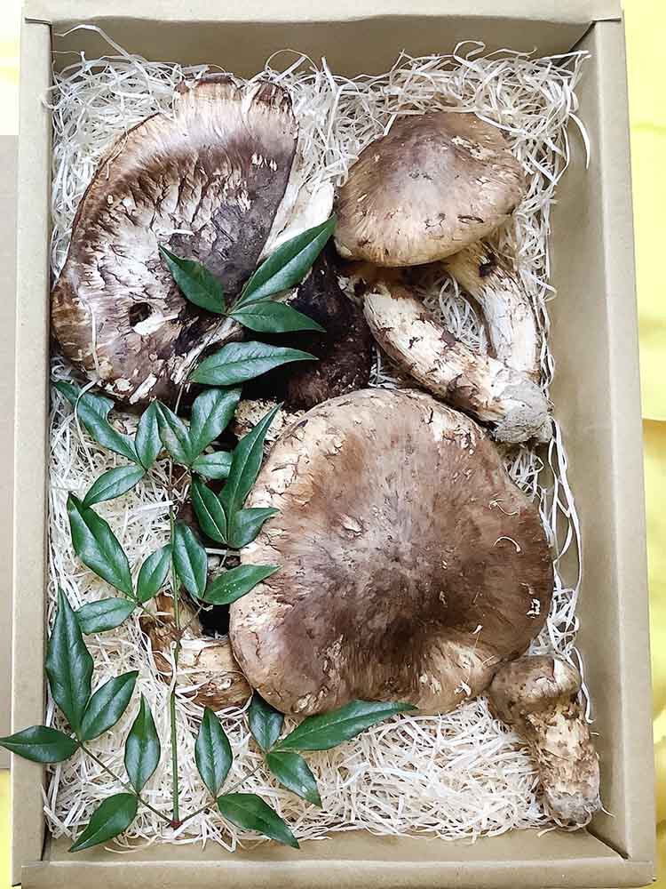 大阪世界的ガイドブック掲載の飲食店ご依頼の松茸500gの写真