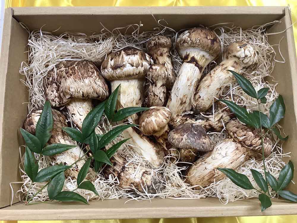愛知県 飲食店さま ご依頼松茸790gの写真