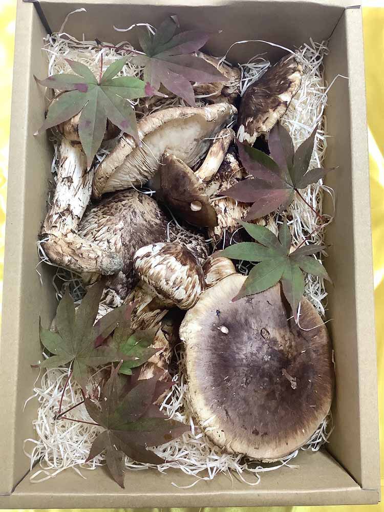兵庫県 飲食店さま ご依頼松茸1kgの写真