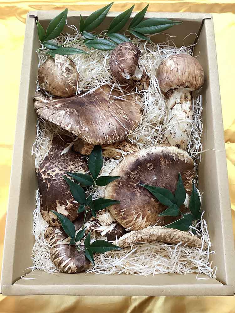 兵庫県飲食店依頼の松茸の写真