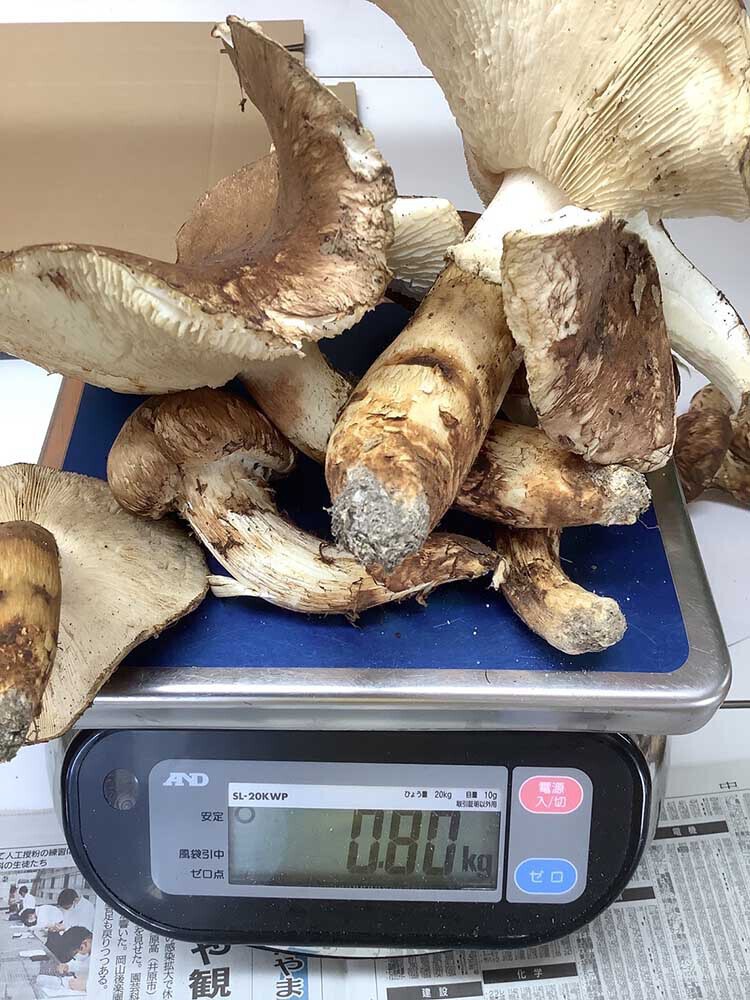ひらき800gの写真