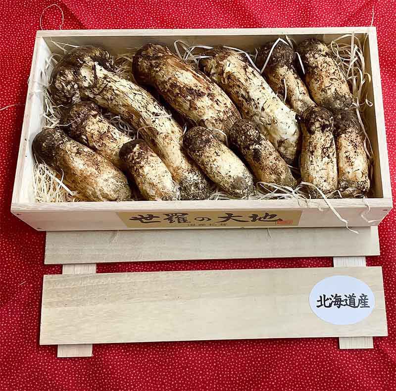 北海道産松茸420gの写真