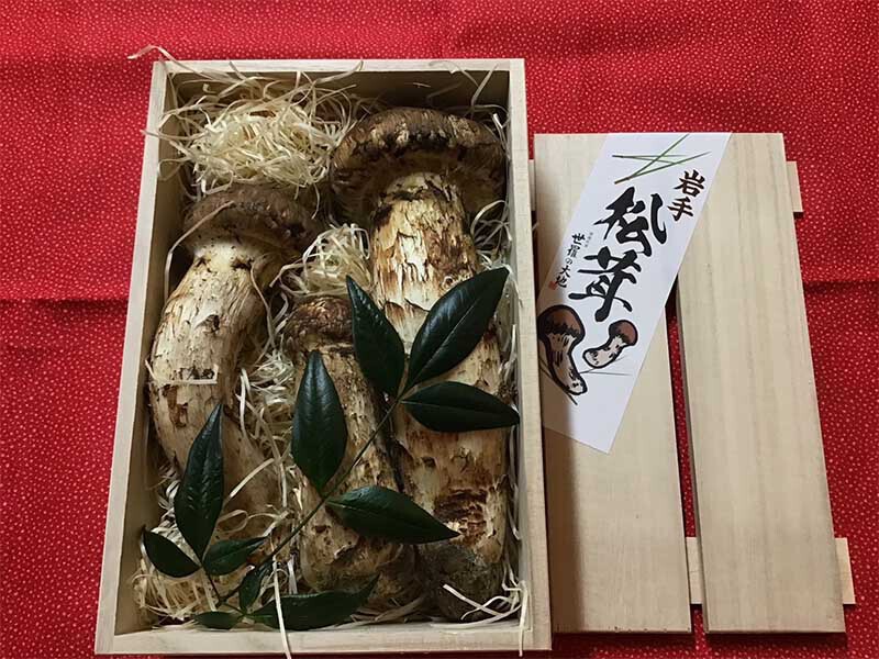 松茸の松の写真