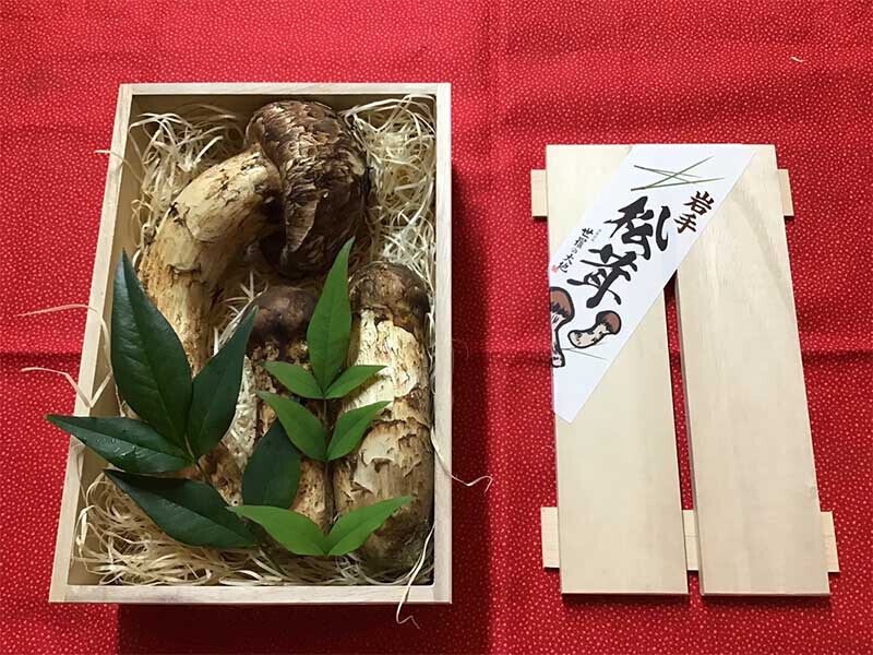 松茸の松の写真