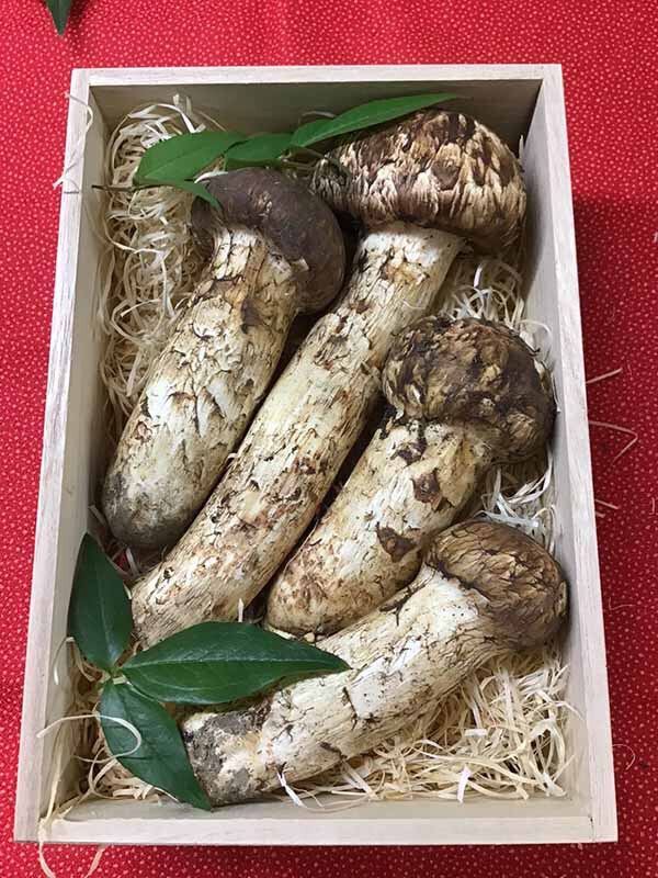 松茸の松の写真