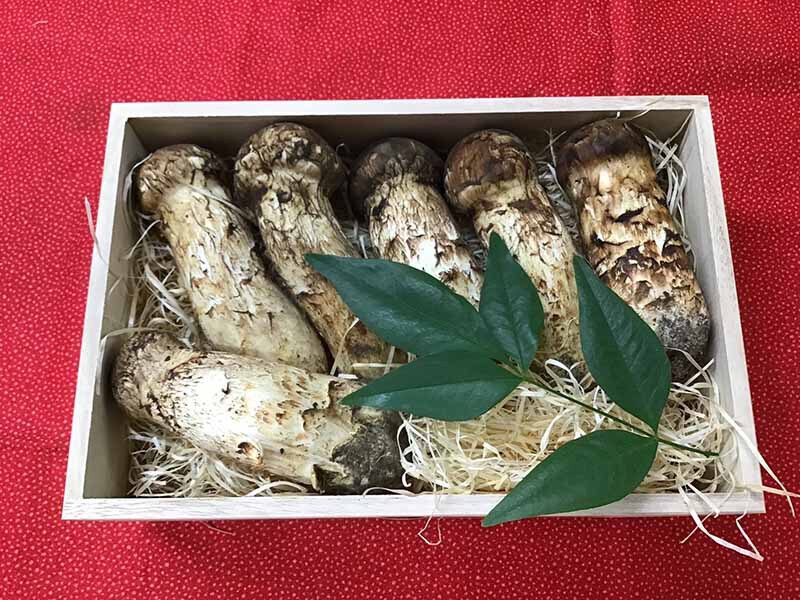 松茸の松の写真