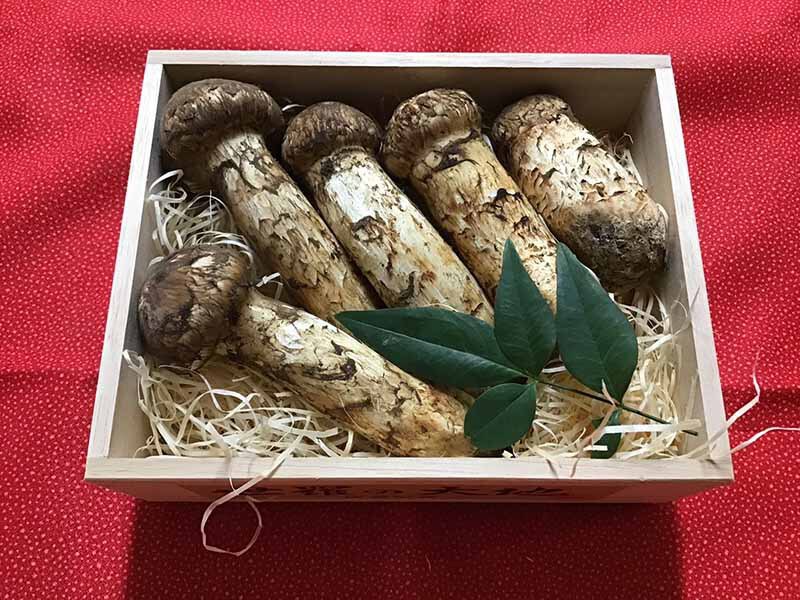 松茸の竹の写真