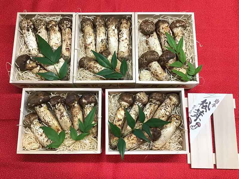 企業様依頼の松茸の竹の写真
