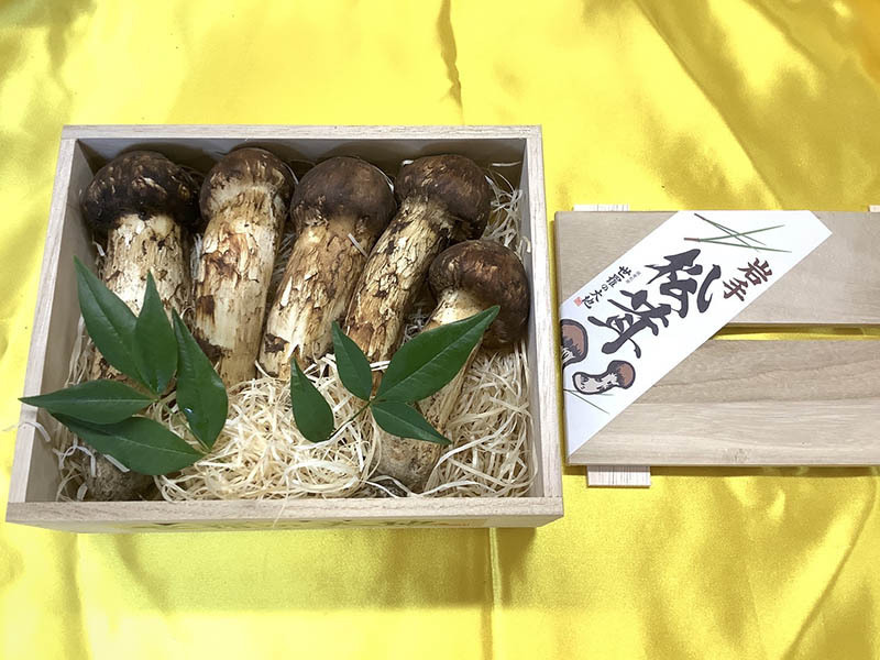 松茸の竹の写真