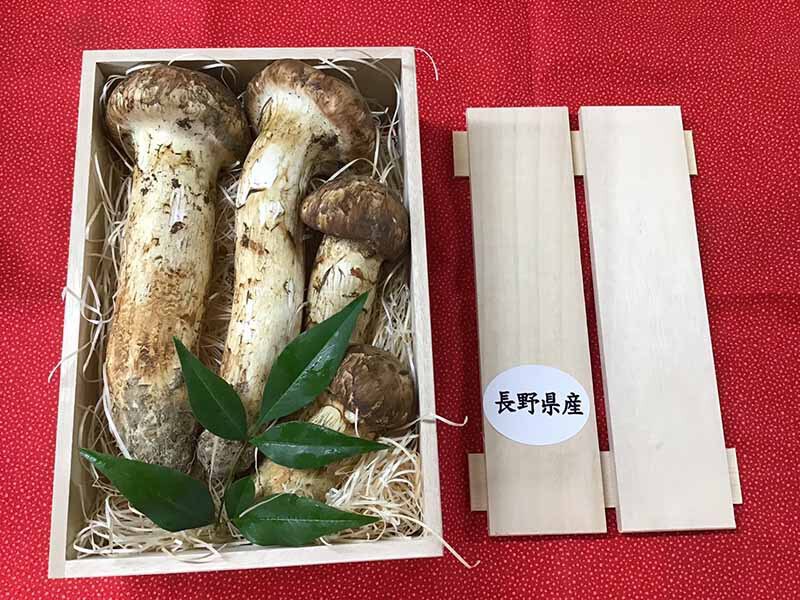 松茸の松の写真