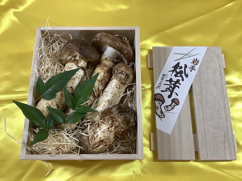 松茸の竹の写真