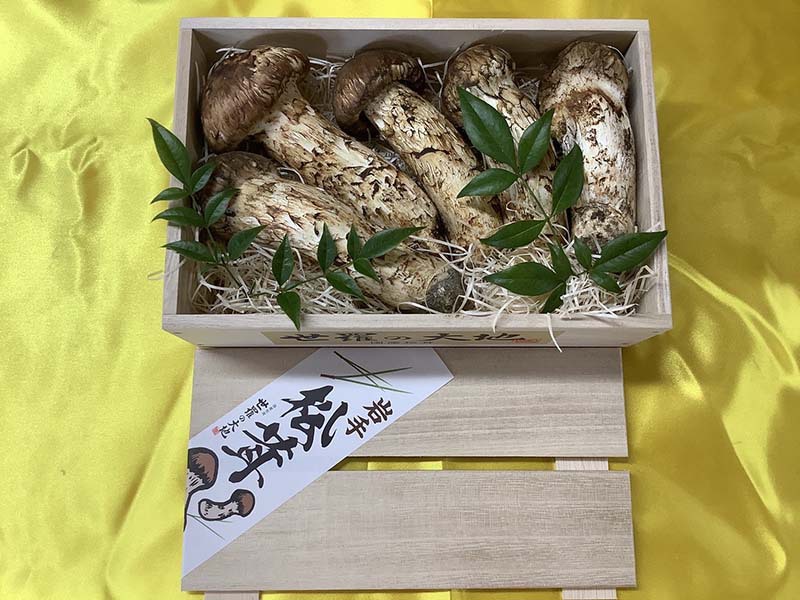 松茸の松の写真