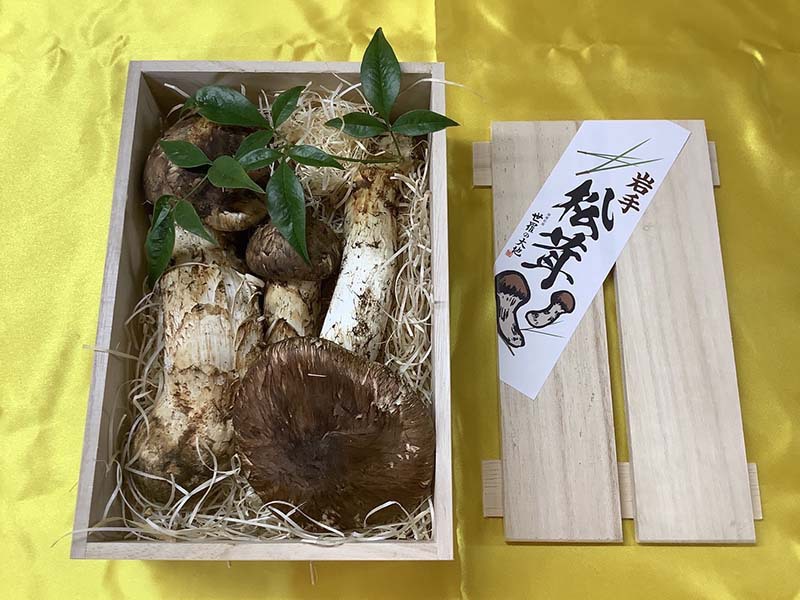 松茸の松の写真