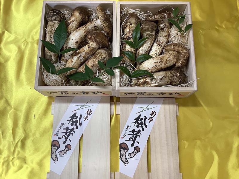 松茸の竹の写真