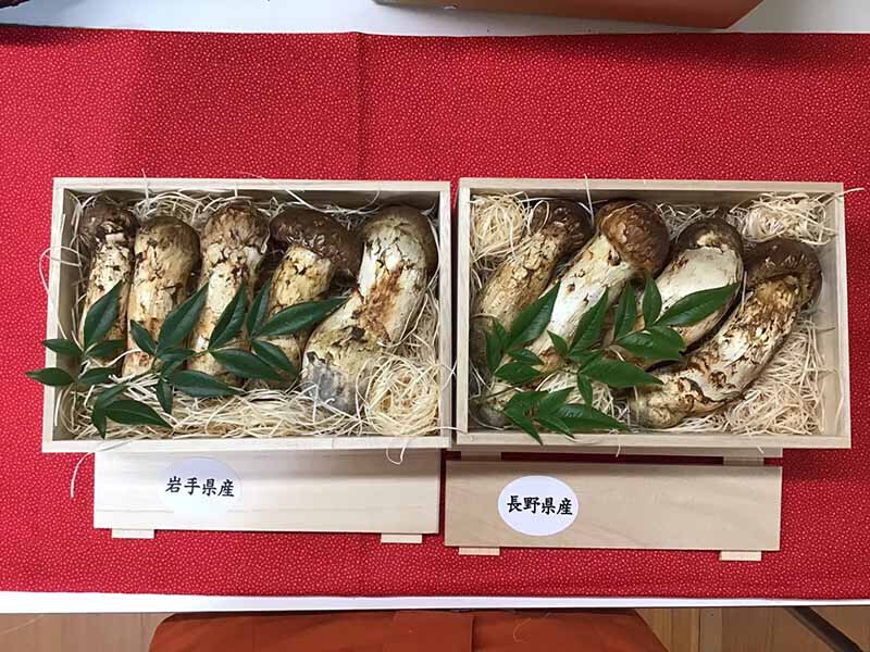 松茸の松の写真
