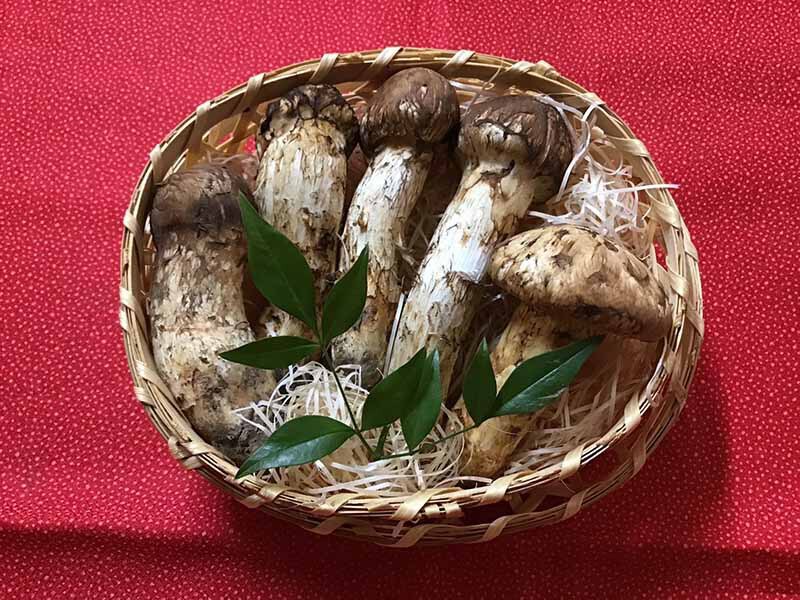 松茸の梅の写真