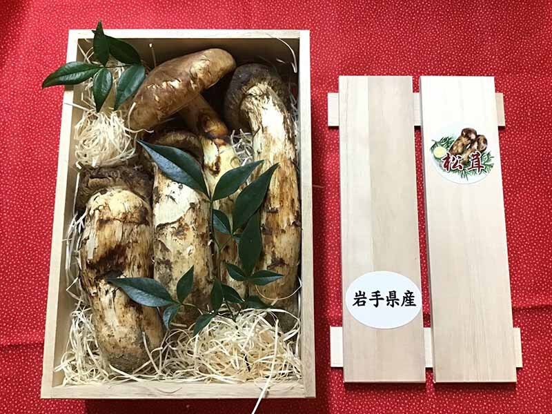 松茸の松の写真