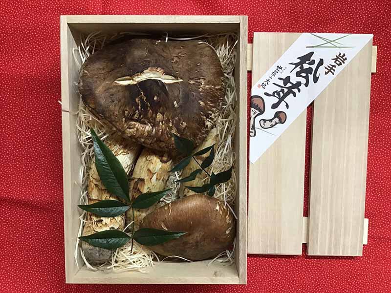 松茸の松の写真