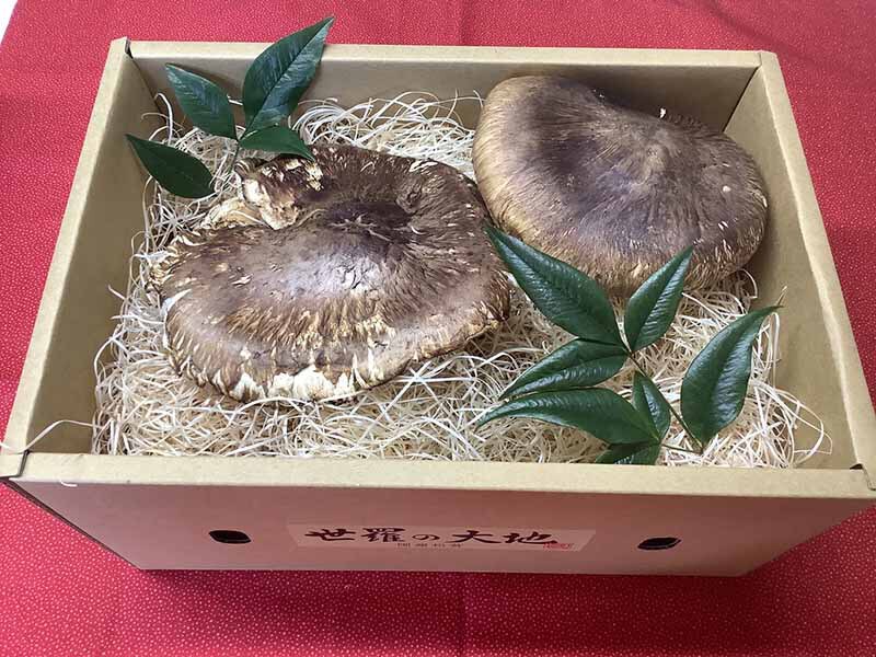 兵庫県郷土料理店ご依頼の松茸