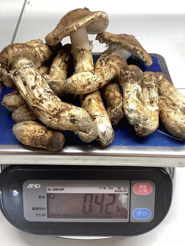 420gの松茸の写真