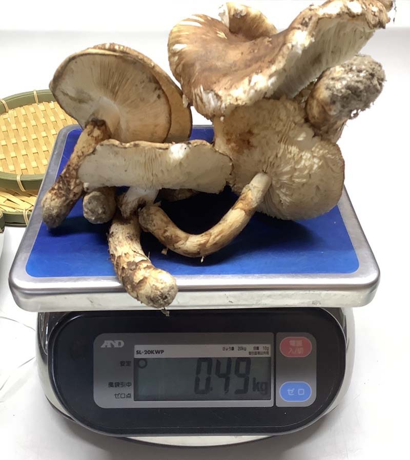 広島県産ひらき490gの写真