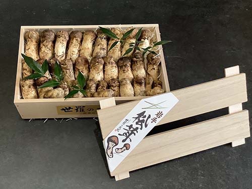 松茸のコロ はしり〜幻の松茸〜