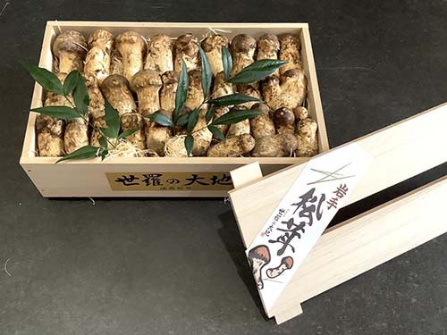 松茸のコロ はしり〜幻の松茸〜