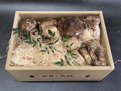 北海道 松茸 500g ① 松茸の写真 国産松茸販売センター