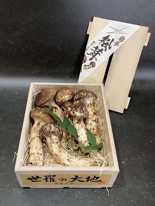 晩秋の国産松茸250g