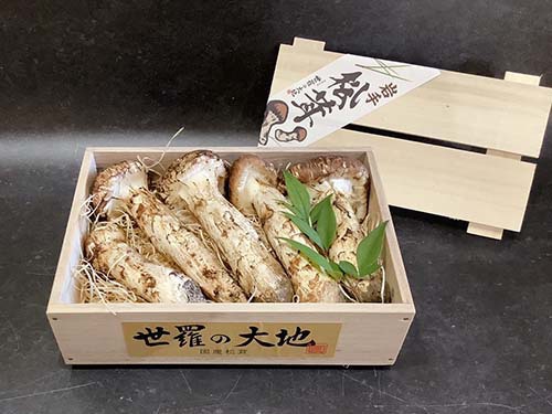晩秋の国産松茸300g