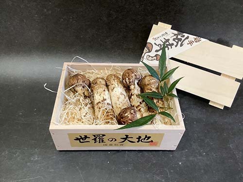 晩秋の国産松茸150g