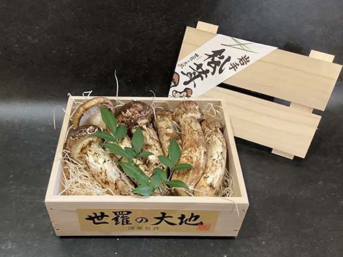 広島県産 松茸④