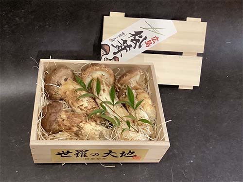 松茸の写真 国産松茸販売センター