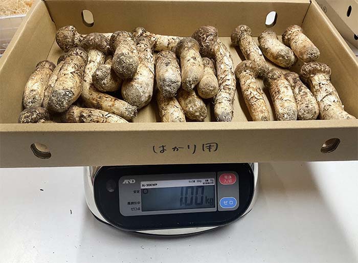 北海道産つぼみ1kg